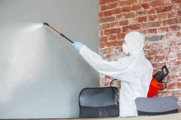 Trusted Rushford, MN Mold Removal Experts