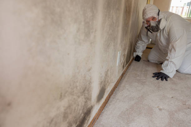 Mold Documentation for Insurance Claims in Rushford, MN